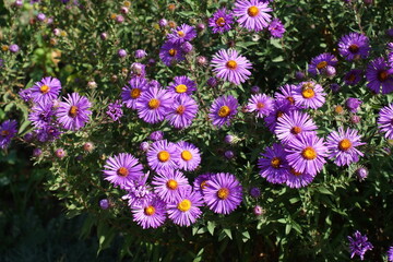 Fototapeta premium Purple flowers of Symphyotrichum novae-angliae with bee in in September