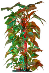 a green tall ivy tree illuminated by red light from one side isolated on transparent a background -...