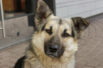 Portrait of a dog with a muzzle. Beautiful mongrel. Caring for homeless animals. Handsome dog.
