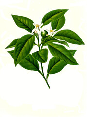 Heilpflanze, Citrus limonum risso, Zitrone