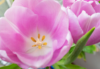 Close-up of pink tulip. Flower background image.