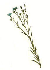 Heilpflanze, Gemeiner Lein, Linum usitatissimum, auch Saat-Lein, Haarlinse und Flachs