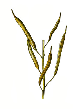 Heilpflanze, Brassica napus oleifera, Schnittkohl, Brassica napus var. pabularia, Bremer Scheerkohl, Schnittreps oder Scherkohl