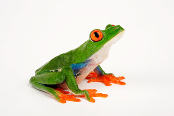 Rotaugenlaubfrosch // red-eyed tree frog (Agalychnis callidryas)