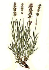 Heilpflanze, Echter Lavendel oder Schmalblättriger Lavendel, Lavandula angustifolia, Lavandula officinalis, Lavandula vera