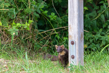 Baummarder an der Infotafel im Nationalpark..