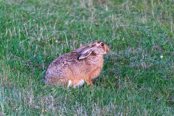 Hase oder Feldhase auf der Wiese.