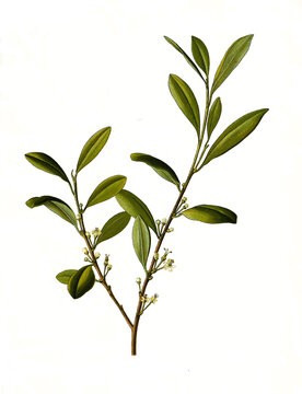 Heilpflanze, Cocastrauch, Erythroxylum coca oder Kokastrauch, Kokapflanze, eine Pflanzenart, die zur Familie der Rotholzgew&auml;chse