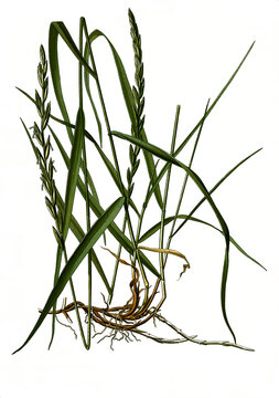 Heilpflanze, Kriech-Quecke, Elymus repens, Gemeine Quecke, Gew&ouml;hnliche Quecke oder einfach Quecke