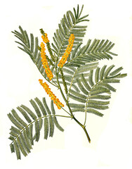 Heilpflanze, Gerber-Akazie, Senegalia catechu, Acacia catechu, Acacia wallichiana, Mimosa catechu, auch Katechu-Akazie oder nur Katechu