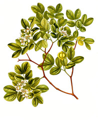 Heilpflanze, Guaiacum officinale, ein Baum in der Familie der Jochblattgewächse aus der Karibik