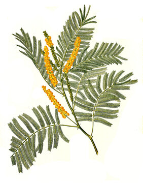 Heilpflanze, Gerber-Akazie, Senegalia catechu, Acacia catechu, Acacia wallichiana, Mimosa catechu, auch Katechu-Akazie oder nur Katechu