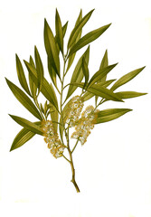 Heilpflanze, Melaleuca leucadendra, auch Silberbaum-Myrtenheide, Kajeputbaum, Cajeputbaum genannt, ist eine Pflanzenart aus der Gattung Melaleuca. - obrazy, fototapety, plakaty