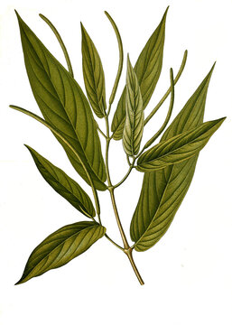 Heilpflanze, Piper angustifolium, Maticopfeffer