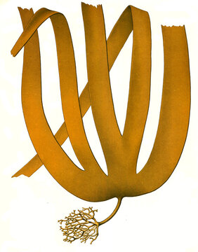Heilpflanze, Palmentang, Laminaria hyperborea