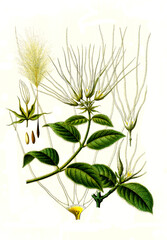 Fototapeta na wymiar Heilpflanze, Strophantus hispidus, Strophanthus ist eine Pflanzengattung in der Unterfamilie Apocynoideae innerhalb der Familie der Hundsgiftgewächse