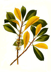 Fototapeta na wymiar Heilpflanze, Guttaperchabaum, Palaquium gutta ist eine Pflanzenart aus der Gattung der Guttaperchabäume