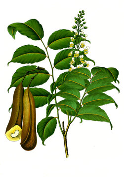 Heilpflanze, Toluifera pereirae, Perubalsambaum