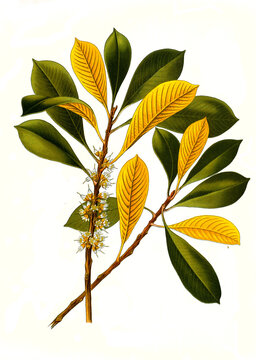 Heilpflanze, Guttaperchabaum, Palaquium gutta  ist eine Pflanzenart aus der Gattung der Guttaperchab&auml;ume