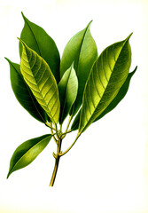 Heilpflanze, Cola acuminata, Kolabaum, Kolanußbaum