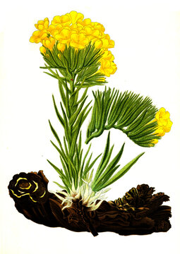 Heilpflanze, Arnebia densiflora, Macrotomia cephalotes