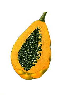 Heilpflanze, Papaya, Carica papaya, auch Melonenbaum oder Papayabaum