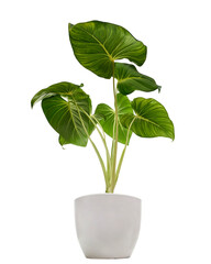 Homalomena plant in white pot, Green leaf with white petioles isolated on white background, with clipping path