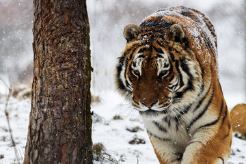 Obraz premium Siberian tiger (Panthera tigris tigris) walking in the snow, detail