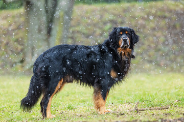 black and gold Hovie dog hovawart in the park during snowfall