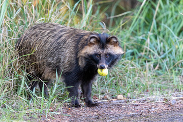 Marderhund mit Apfel auf dem Zingst.