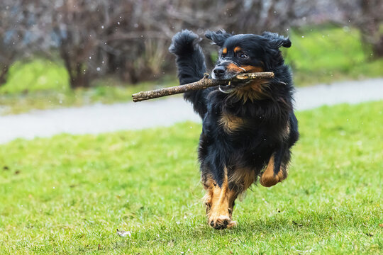 black and gold Hovie dog hovawart brings the fetching stick