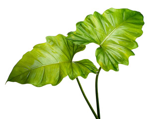 Philodendron giganteum leaf, Giant philodendron isolated on white background, with clipping path