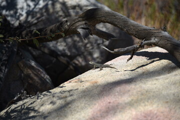 Ornate tree lizard, Urosaurus ornatus, seen from the side on a rock with a tree around it