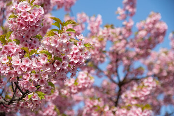 咲く河津桜