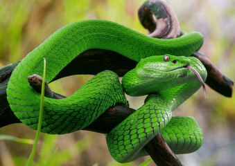 Green viper snake in close up  - obrazy, fototapety, plakaty