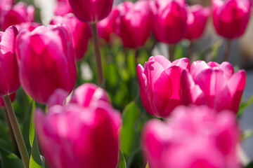 赤いチューリップ