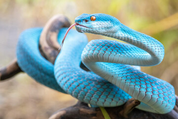 Fototapeta premium Blue viper snake in close up