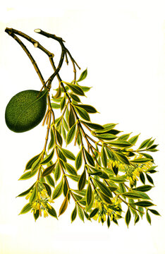 Heilpflanze, Quebrachobaum, Aspidosperma quebracho-blanco  ist eine Pflanzenart aus der Gattung Aspidosperma in der Familie der Hundsgiftgew&auml;chse