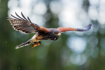 Harris's hawk (Parabuteo unicinctus) will want to land