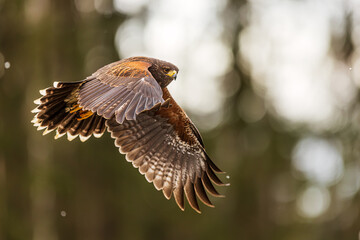 Harris's hawk (Parabuteo unicinctus) flying in the counter-light in front of the forest