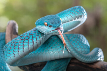 Blue viper snake in close up