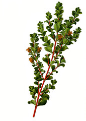 Heilpflanze, Agathosma betulina, Buchu, Bukko, Bucco oder Bukkostrauch, ein Strauch sowie eine von rund 140 Arten der Gattung Agathosma aus der Familie der Rautengewächse