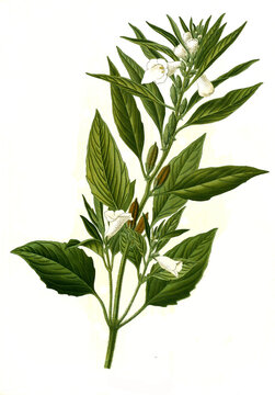 Heilpflanze, Sesam, Sesamum indicum, Sesamum orientale  ist eine Pflanzenart aus der Familie der Sesamgewächse