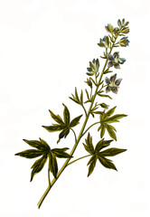 Heilpflanze, Stephanskraut, Staphisagria macrosperma, Delphinium staphisagria, ist eine Pflanzenart aus der Gattung Staphisagria innerhalb der Familie der Hahnenfußgewächsen