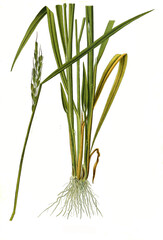 Heilpflanze, Reispflanze Oryza sativa