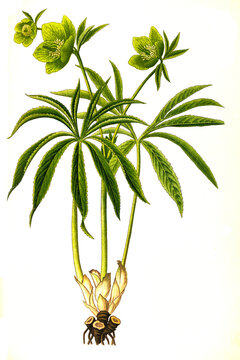 Heilpflanze, Grüne Nieswurz, Helleborus viridis  ist eine Pflanzenart in der Gattung der Nieswurzen,