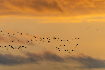 Kraniche im Anflug zum Schlafplatz.
