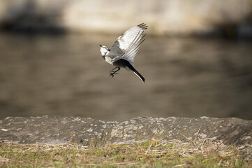 White Wagtail
 I too this picture. 
My love picture.