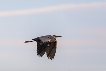 Graureiher im Flug.