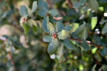 Kermes oak, Quercus coccifera, leaves closeup with dof on a sunny day
